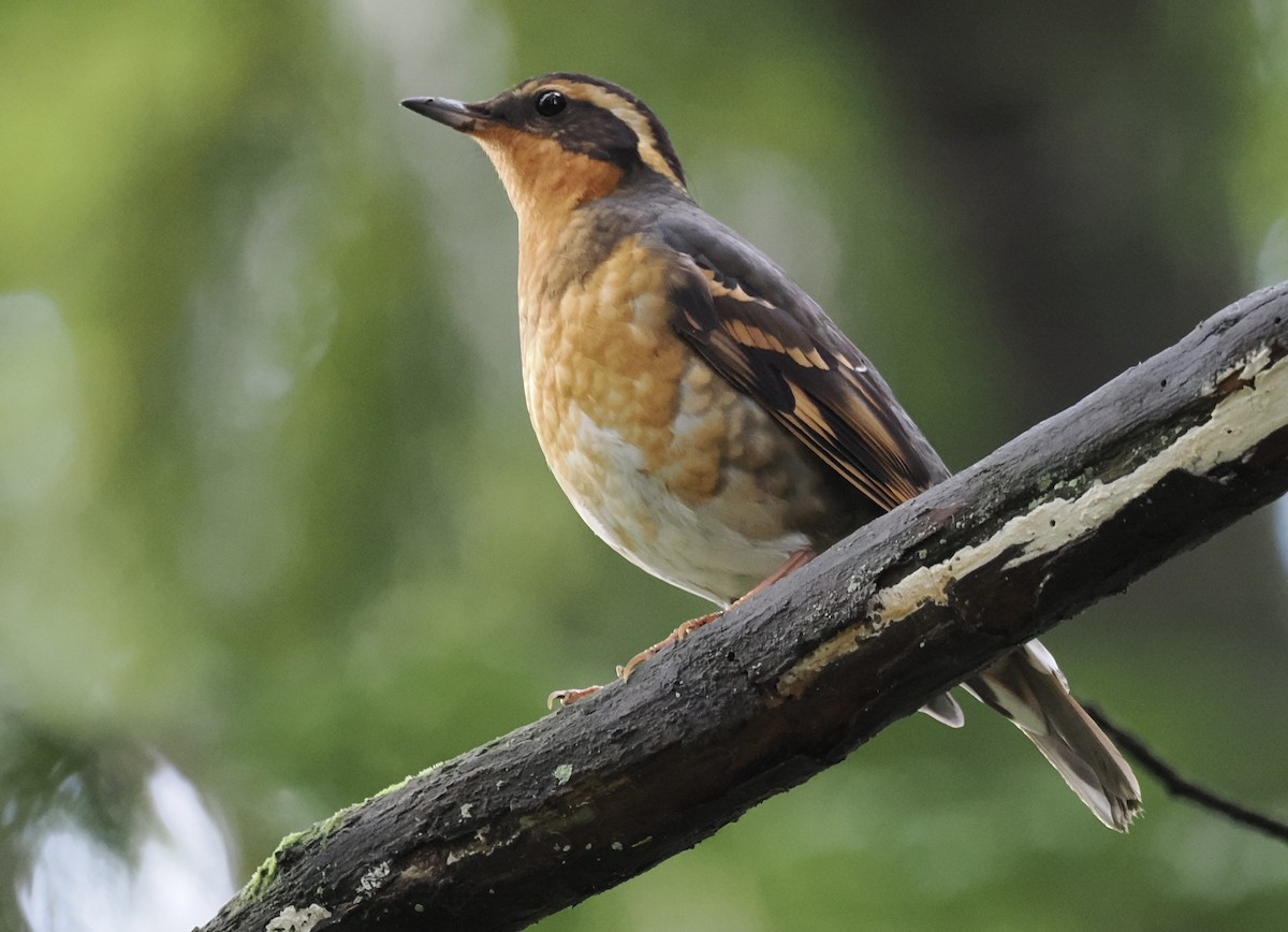 Varied Thrush - ML628065518
