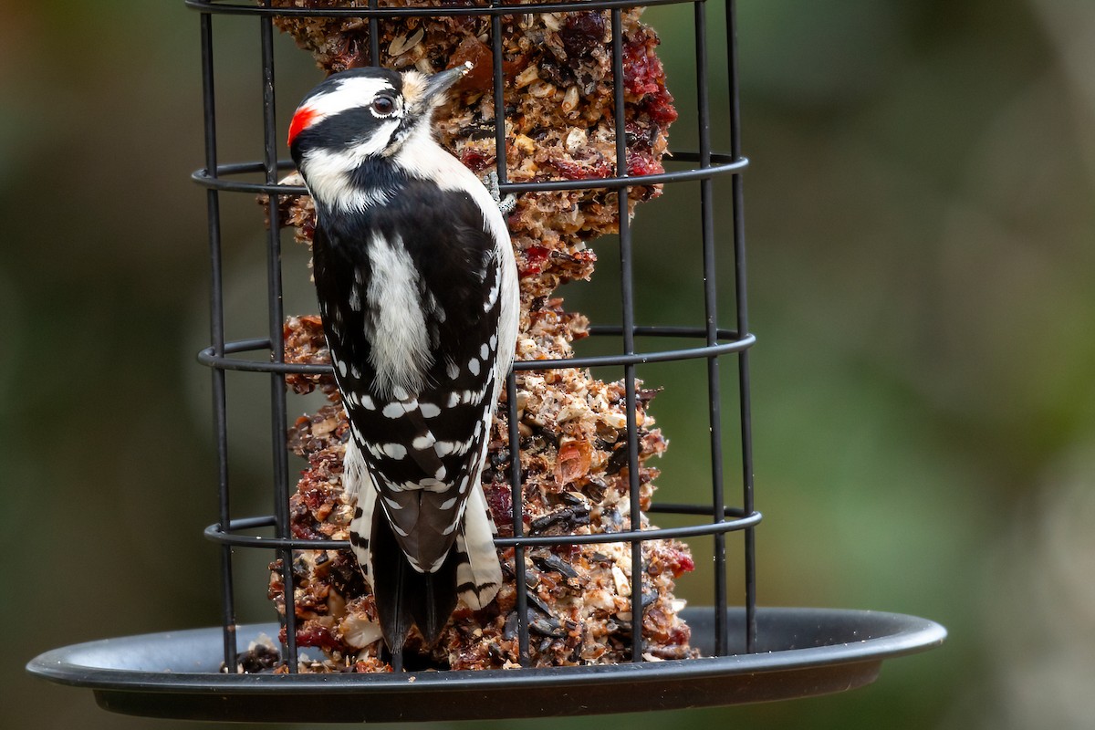 Downy Woodpecker - ML628065562