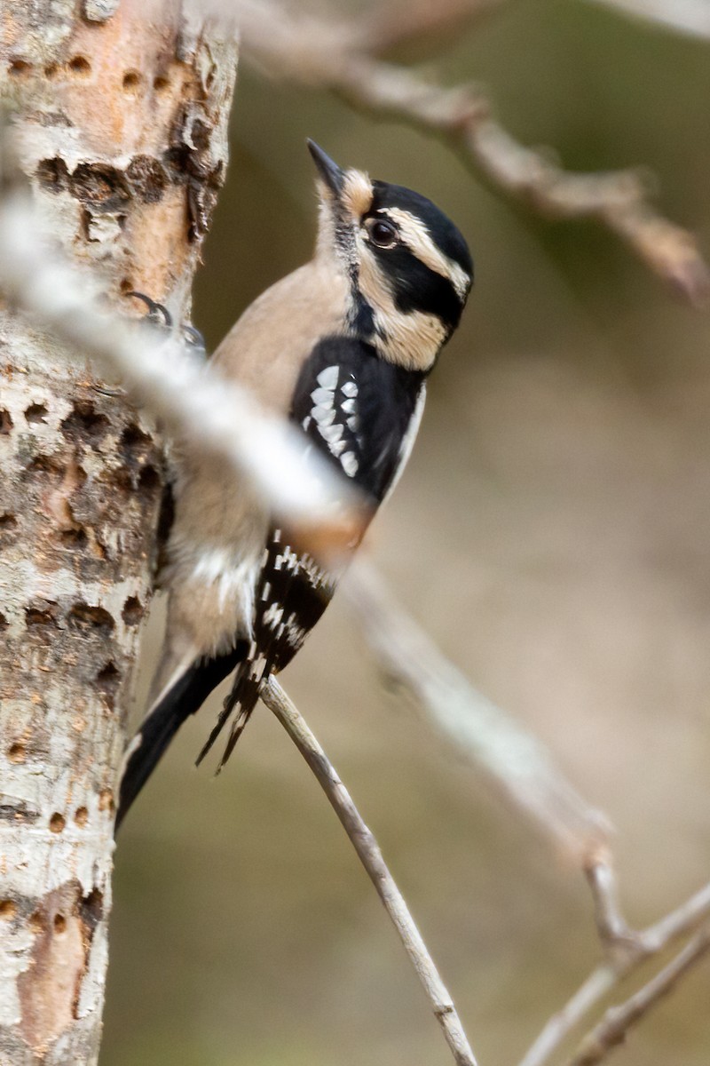 Downy Woodpecker - ML628065563