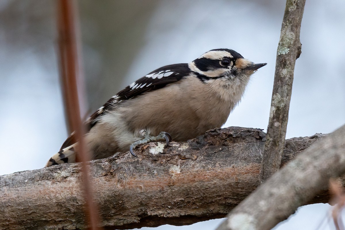 Downy Woodpecker - ML628065565