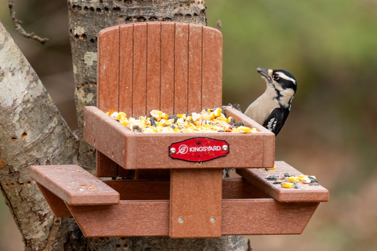 Downy Woodpecker - ML628065566