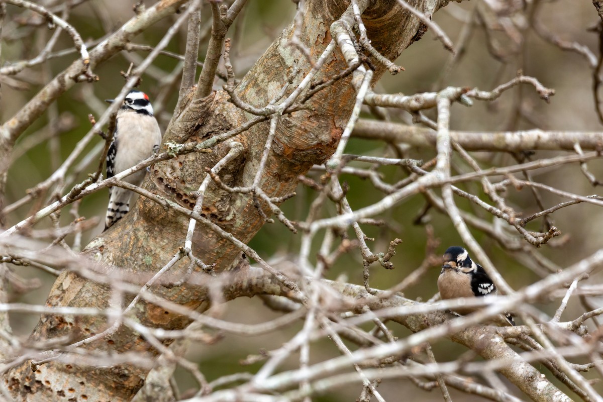 Downy Woodpecker - ML628065567