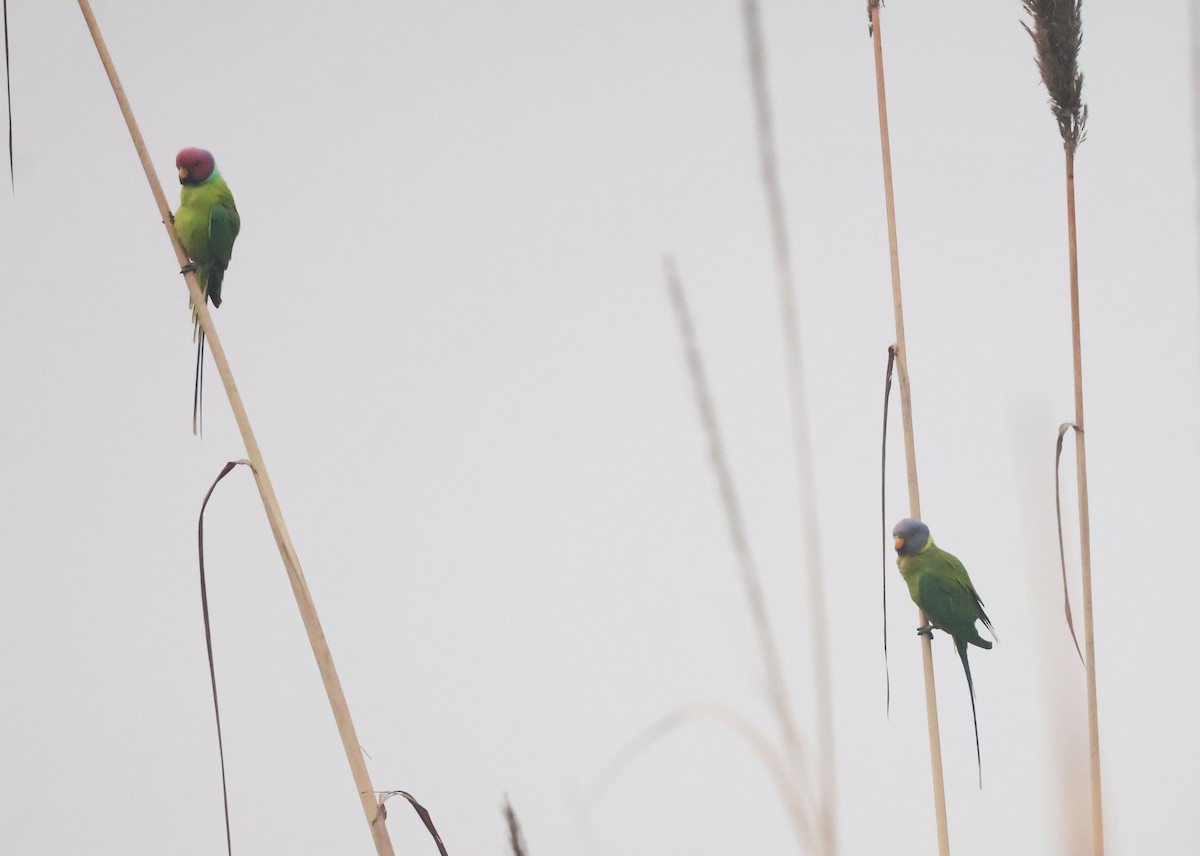 Plum-headed Parakeet - ML628065591