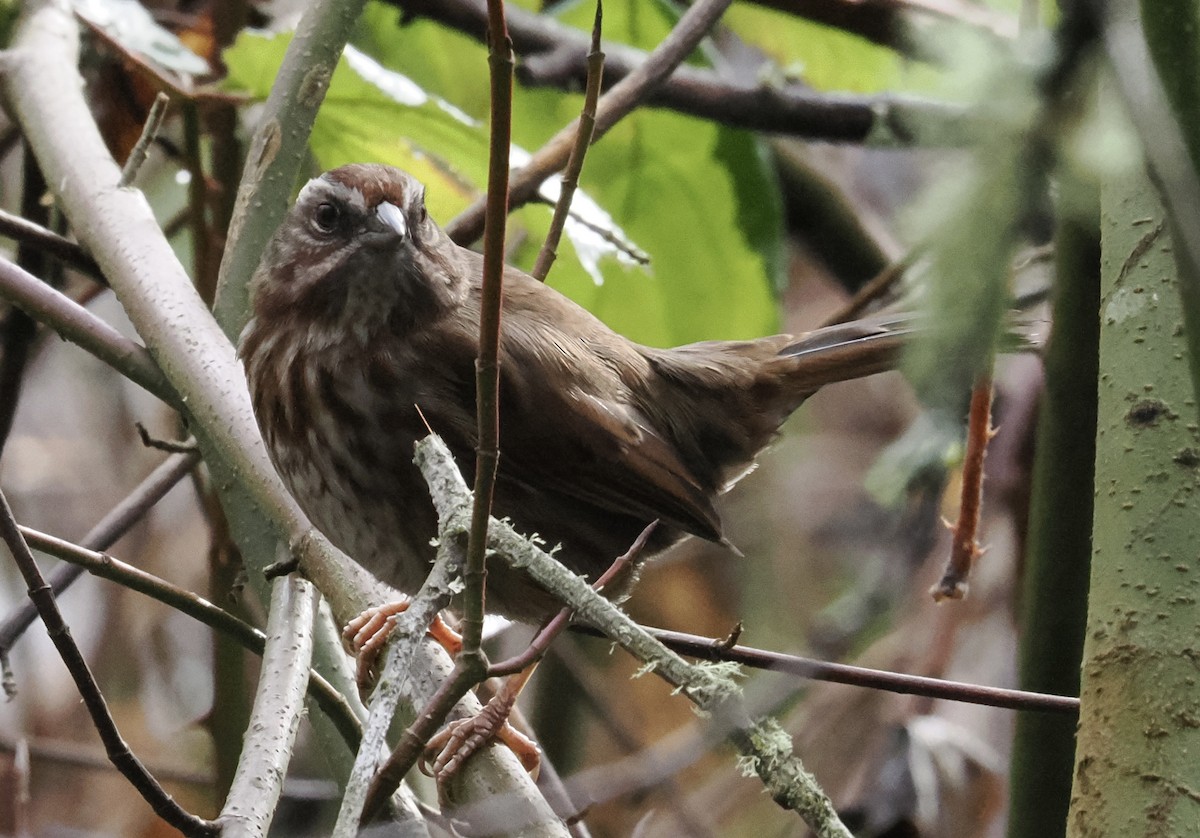 Song Sparrow - ML628065669