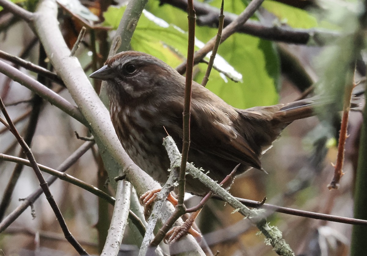 Song Sparrow - ML628065670