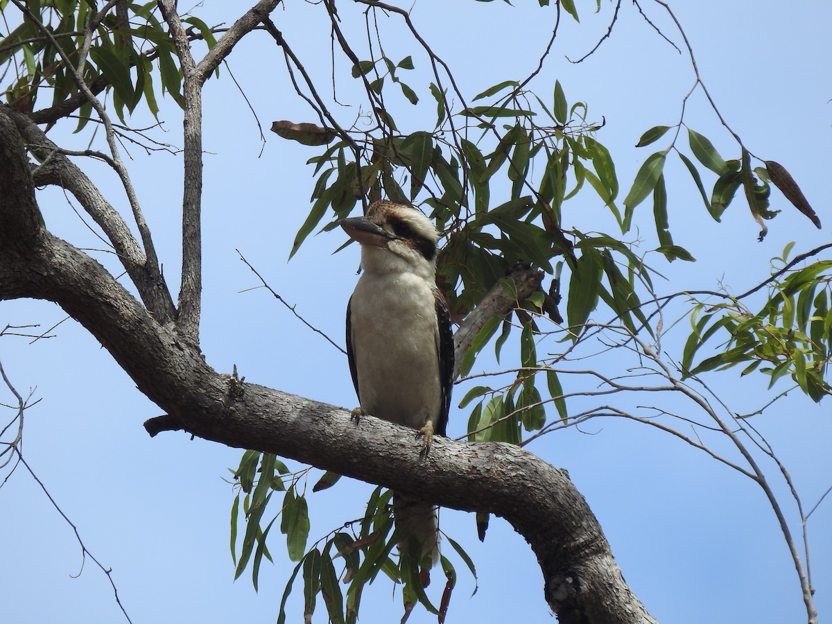 Laughing Kookaburra - ML628065757