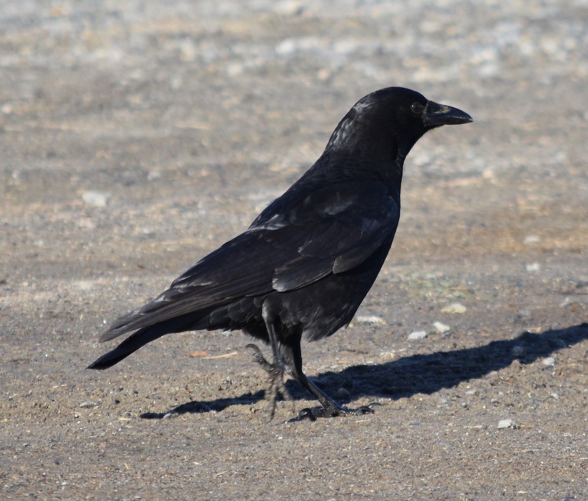 American Crow - ML628065770