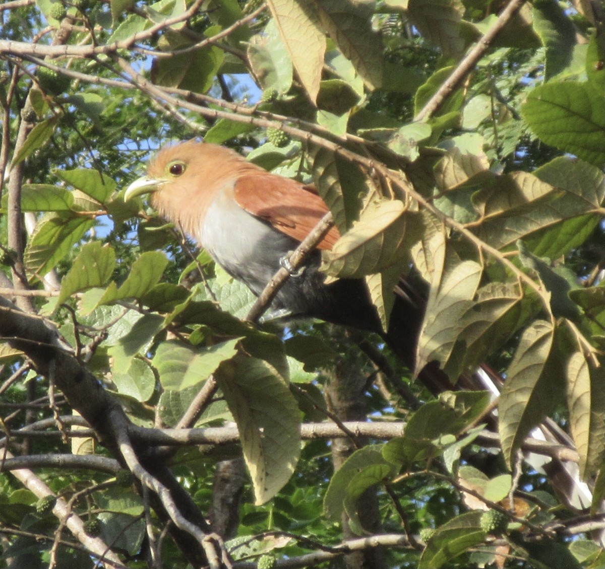 Squirrel Cuckoo - ML628065797