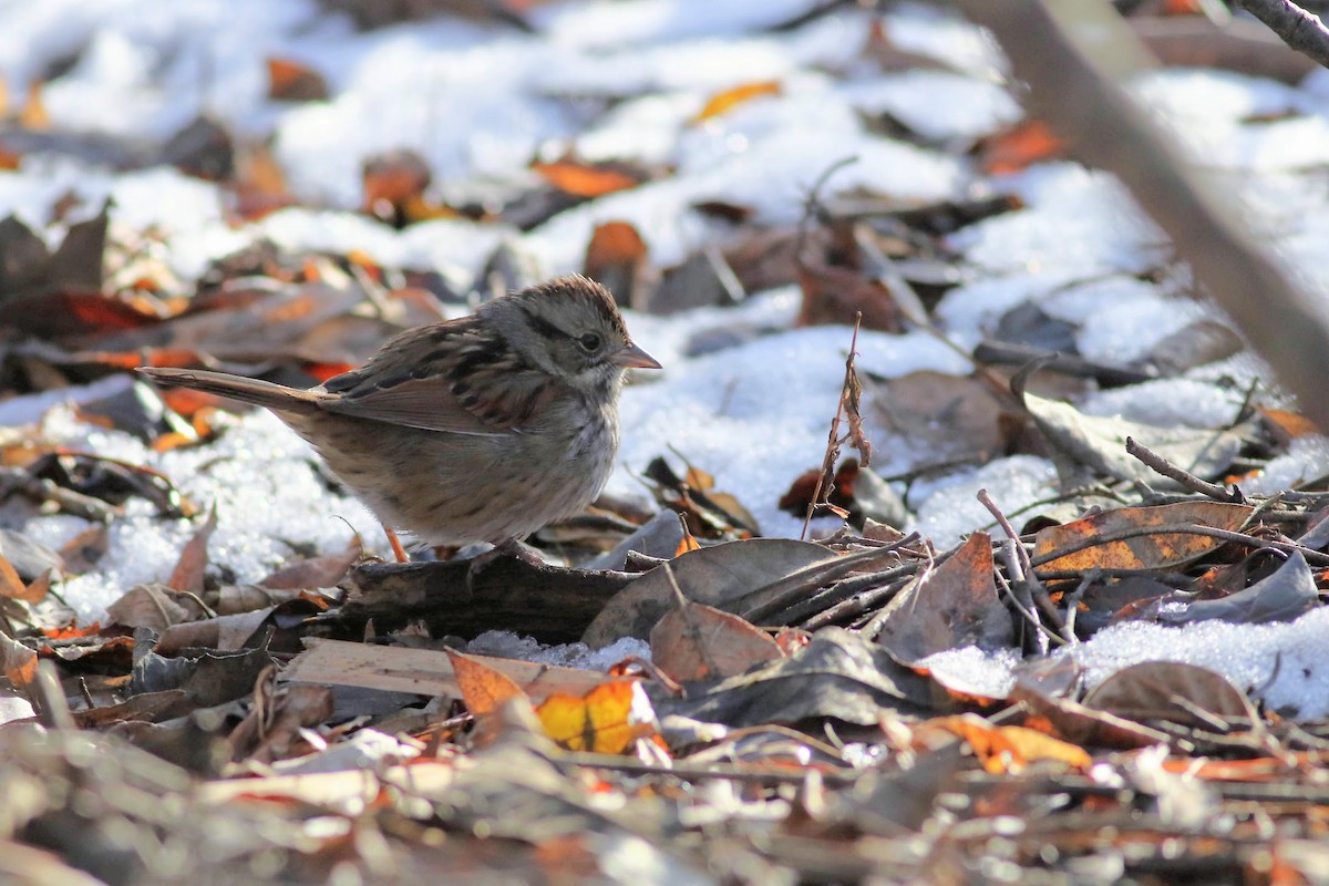 Swamp Sparrow - ML628065931