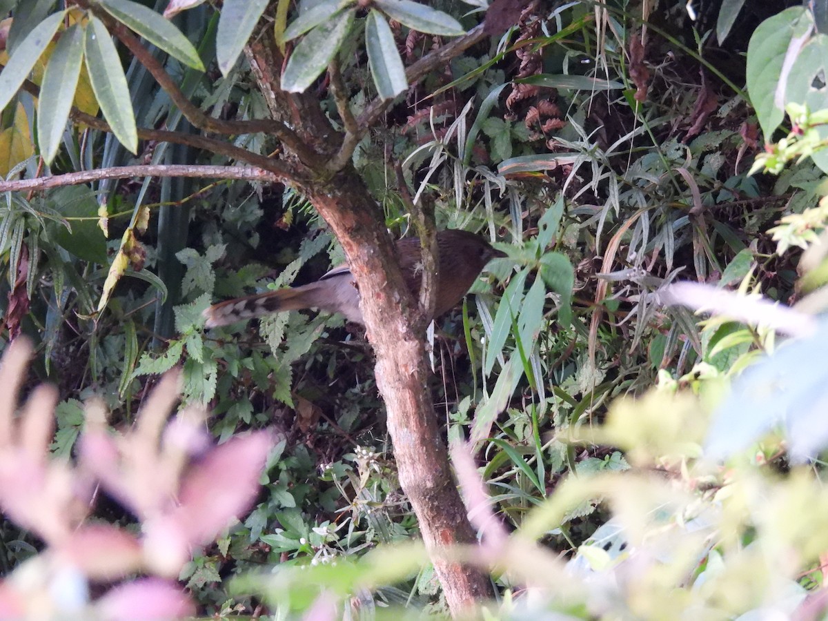Streaked Laughingthrush - ML628065944
