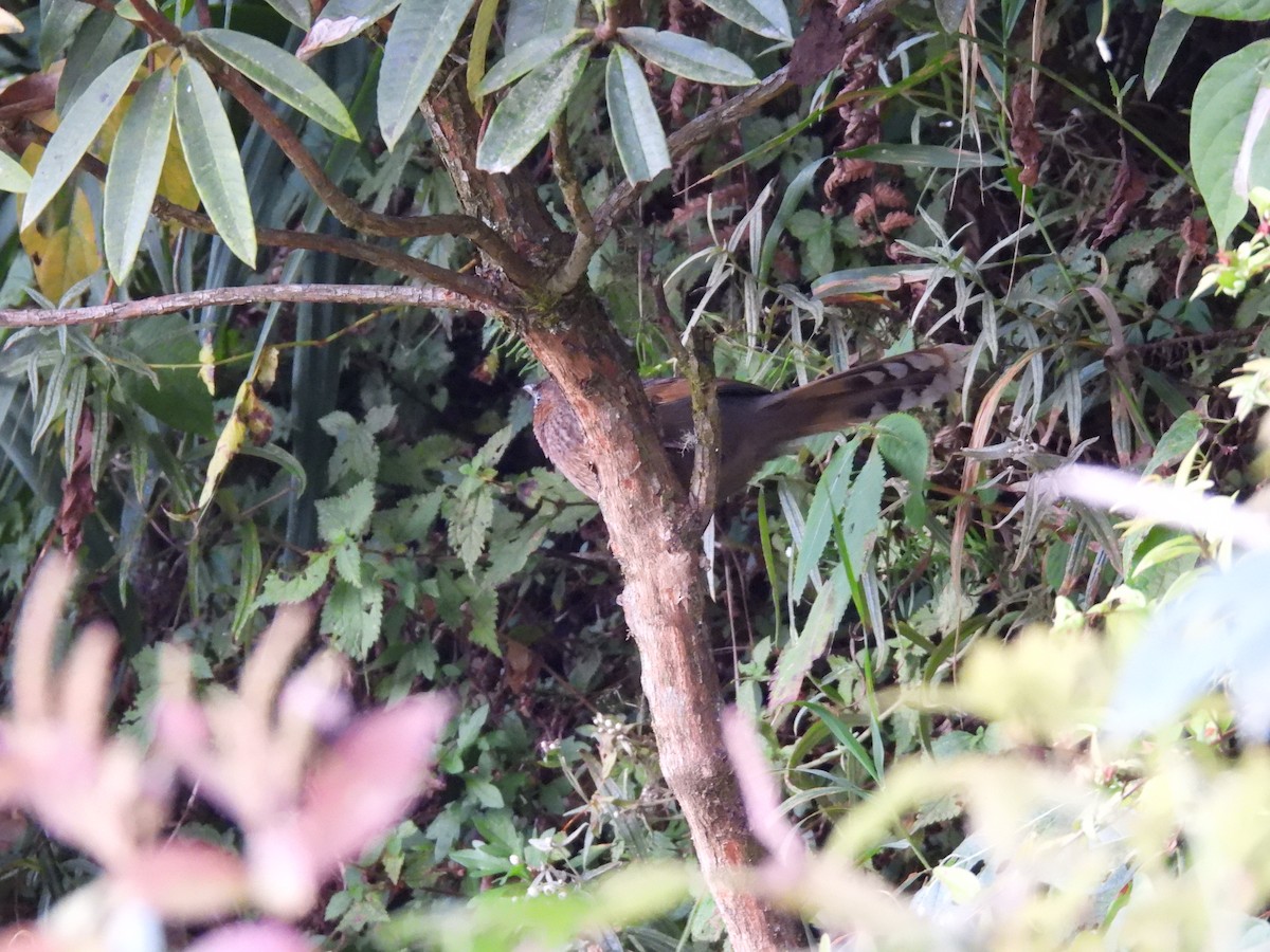 Streaked Laughingthrush - ML628065945