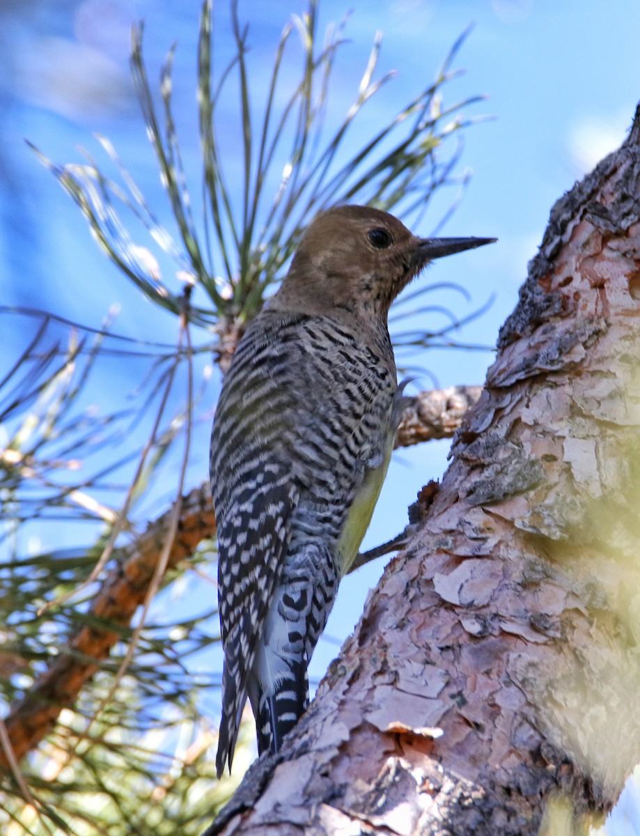 Williamson's Sapsucker - ML628065994