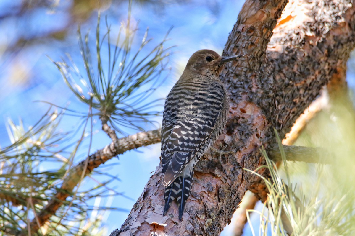 Williamson's Sapsucker - ML628065995