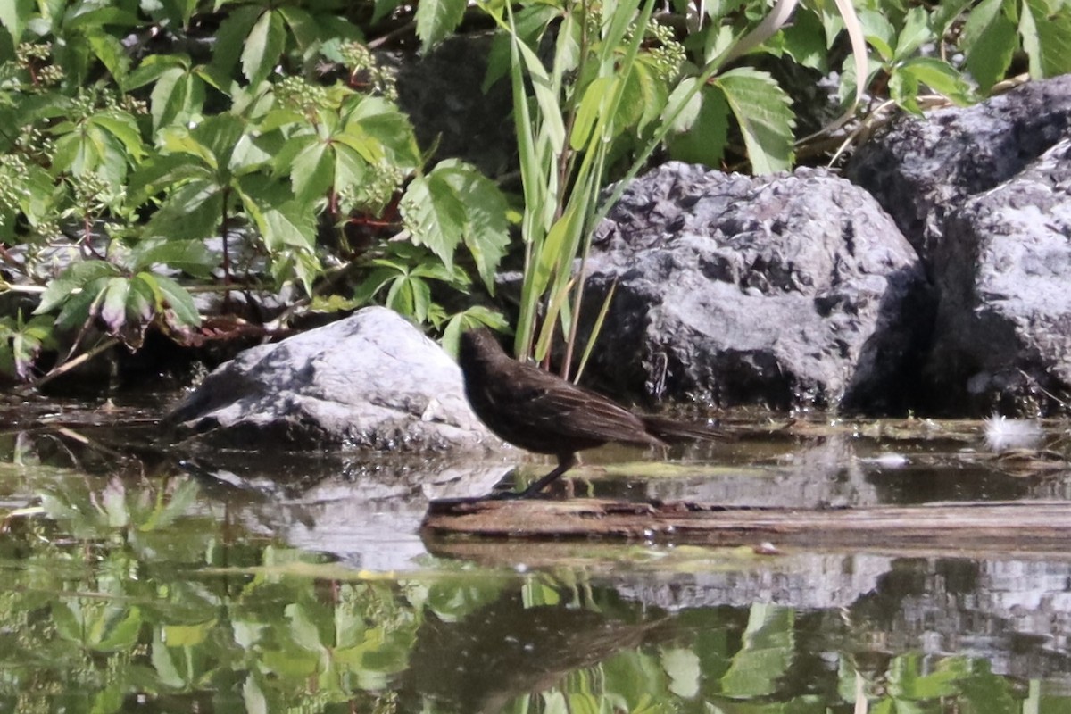 Red-winged Blackbird - ML628066023