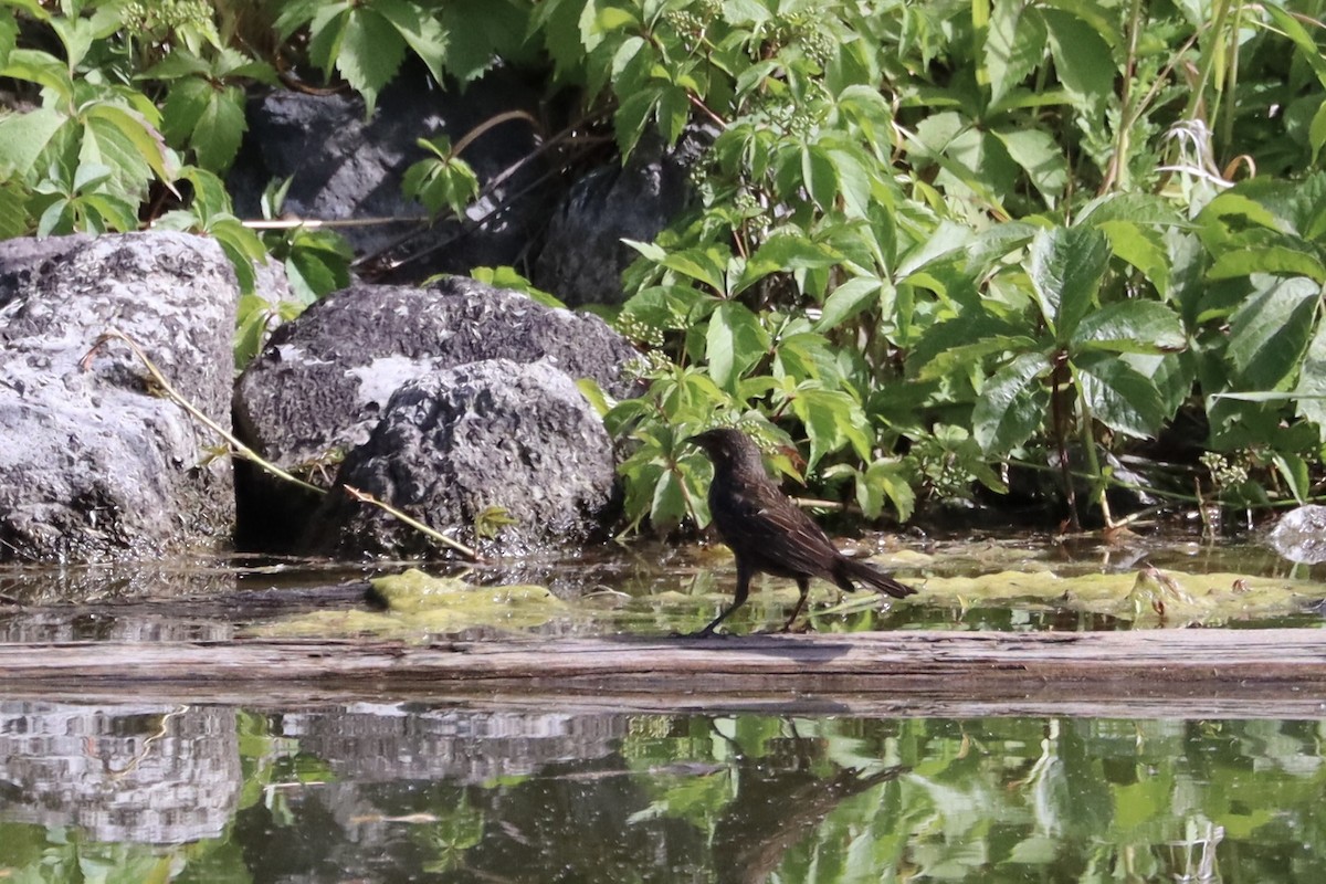 Red-winged Blackbird - ML628066024