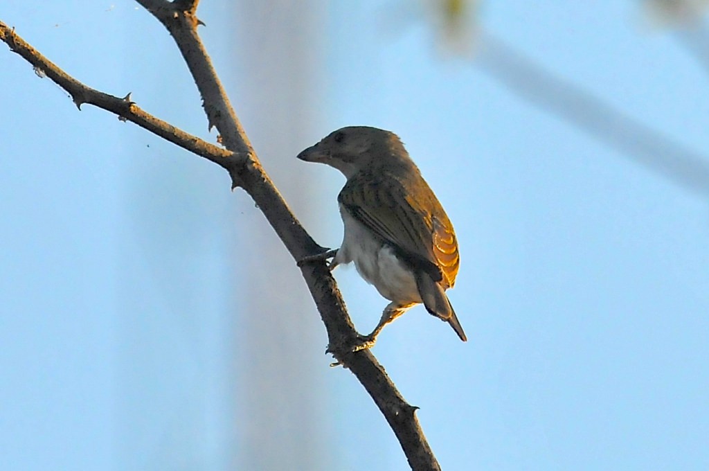 Red-billed Quelea - ML628066045