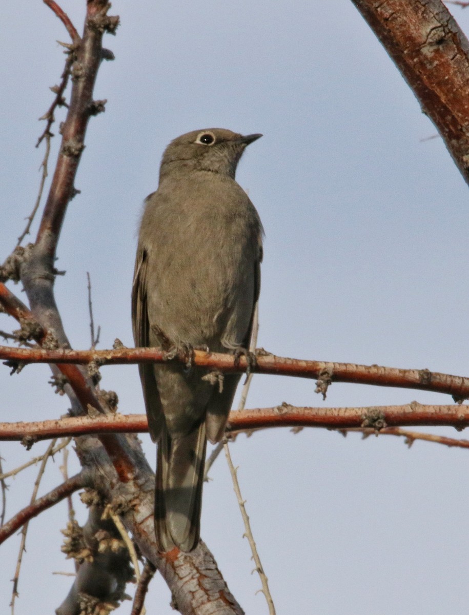 Townsend's Solitaire - ML628066046