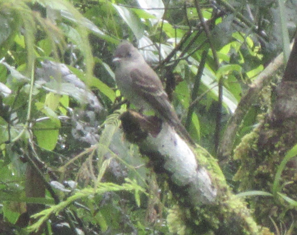 Dusky-capped Flycatcher - ML628066064