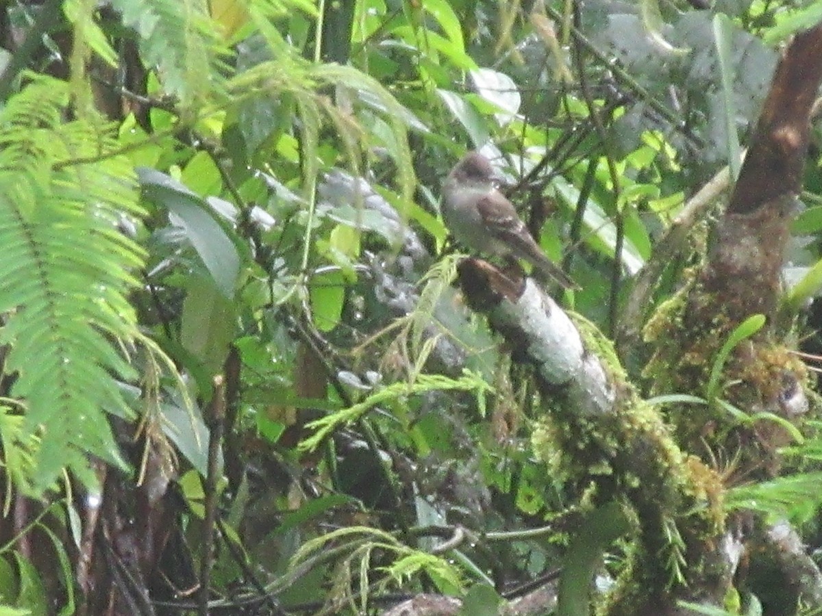 Dusky-capped Flycatcher - ML628066065