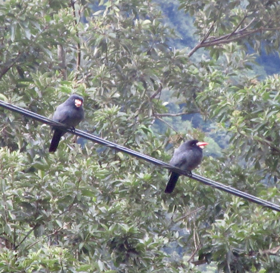 White-fronted Nunbird - ML628066115