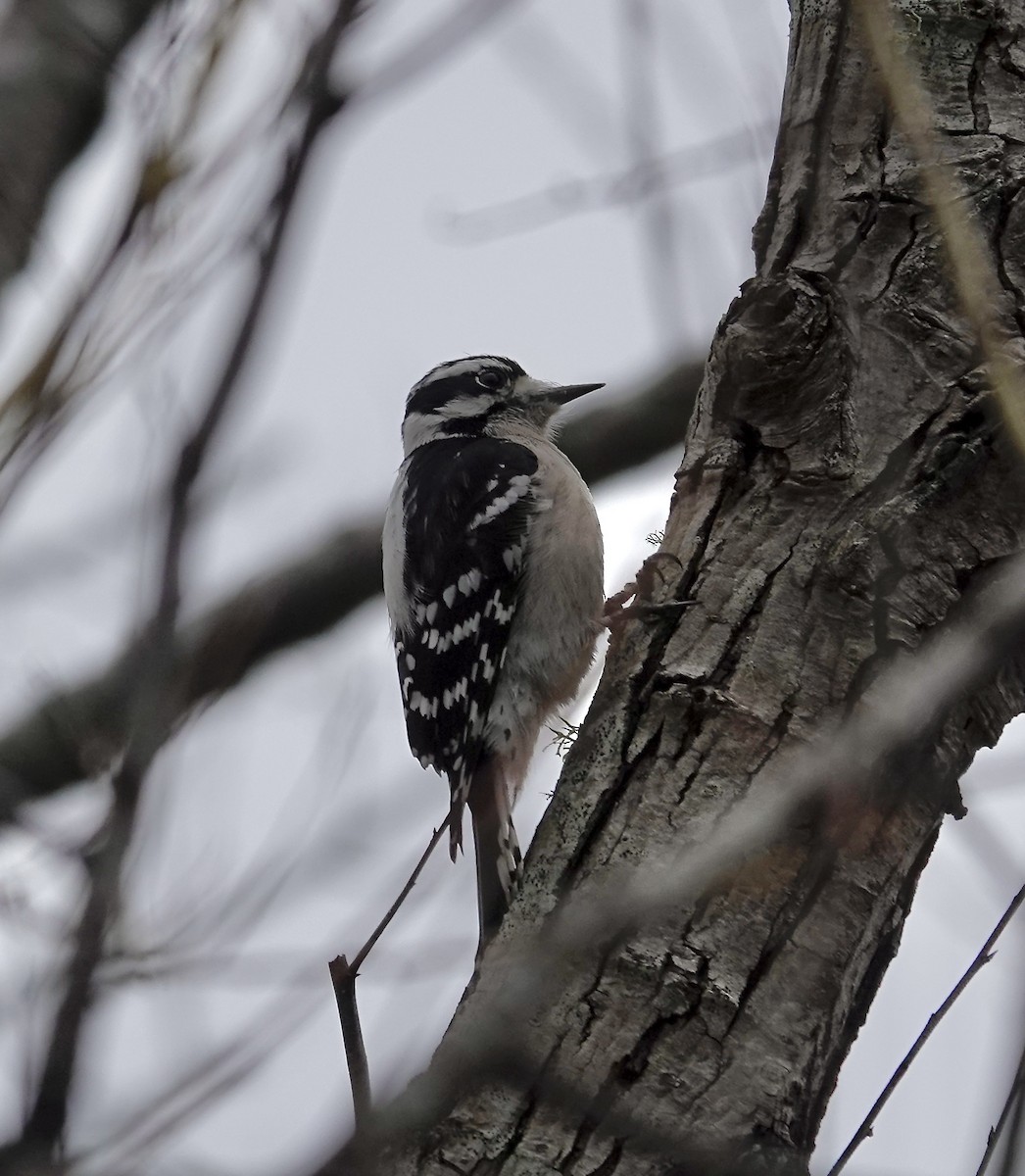 Downy Woodpecker - ML628066130