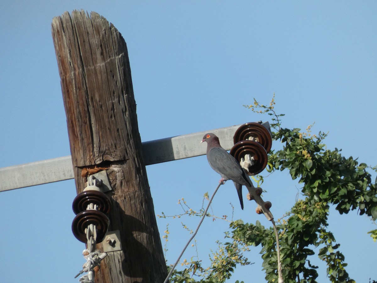 Scaly-naped Pigeon - ML628066201