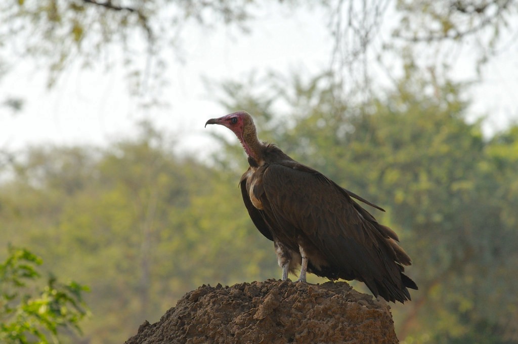 Hooded Vulture - ML628066238