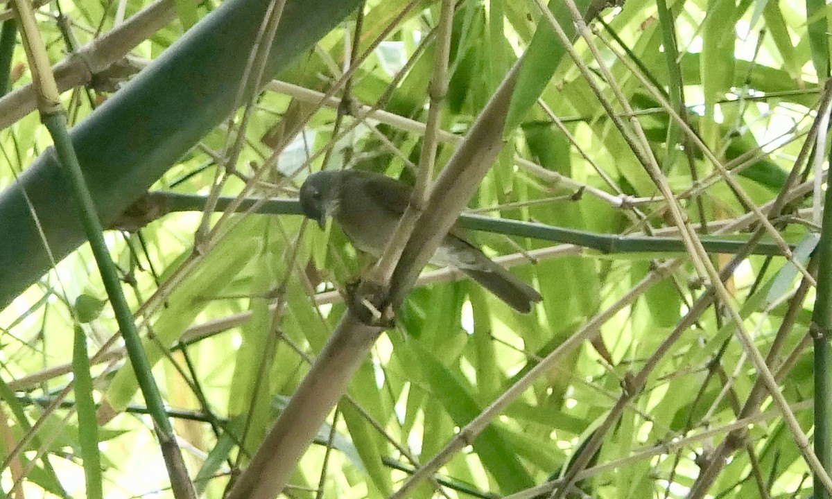 Pale-breasted Thrush - ML628066243