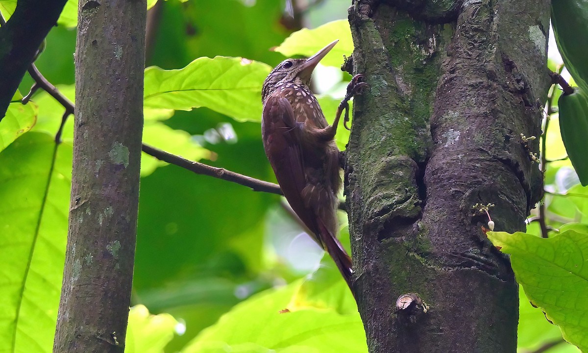 Straight-billed Woodcreeper - ML628066251