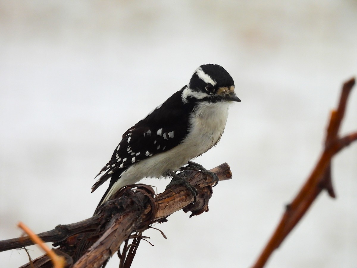 Downy Woodpecker - ML628066253