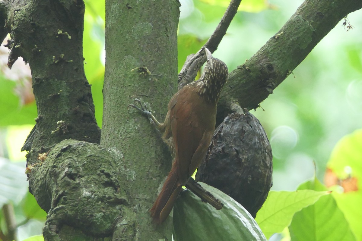 Straight-billed Woodcreeper - ML628066254