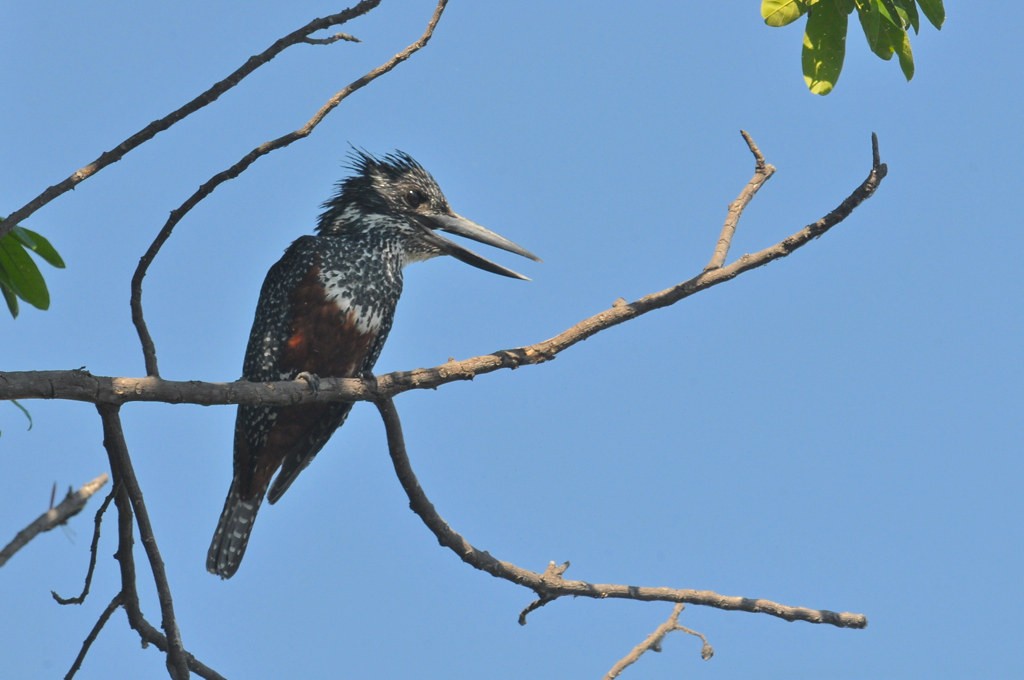 Giant Kingfisher - ML628066289