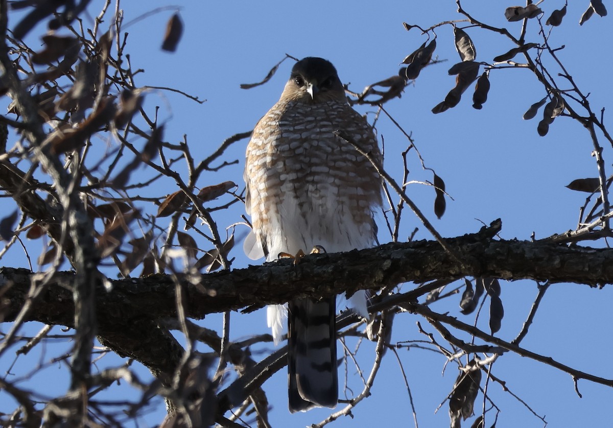 Sharp-shinned Hawk - ML628066295