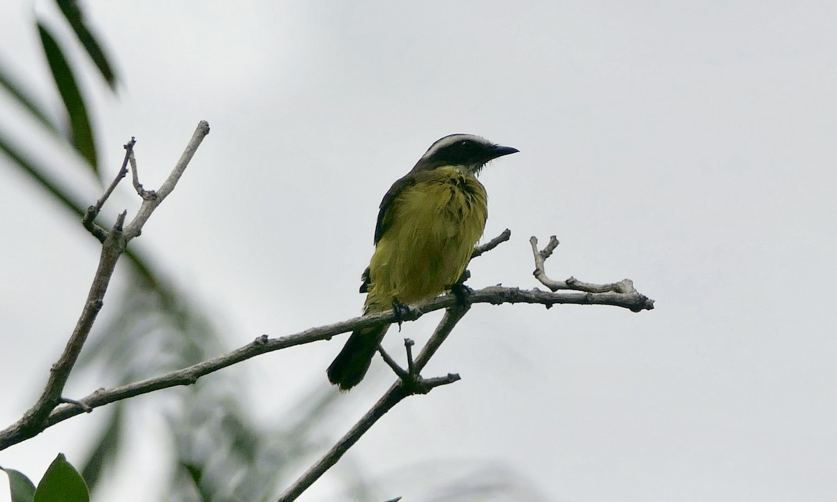 Social Flycatcher - ML628066306