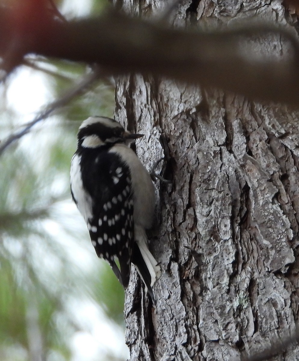 Downy Woodpecker - ML628066363