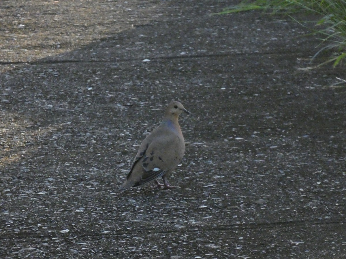 Zenaida Dove - ML628066396