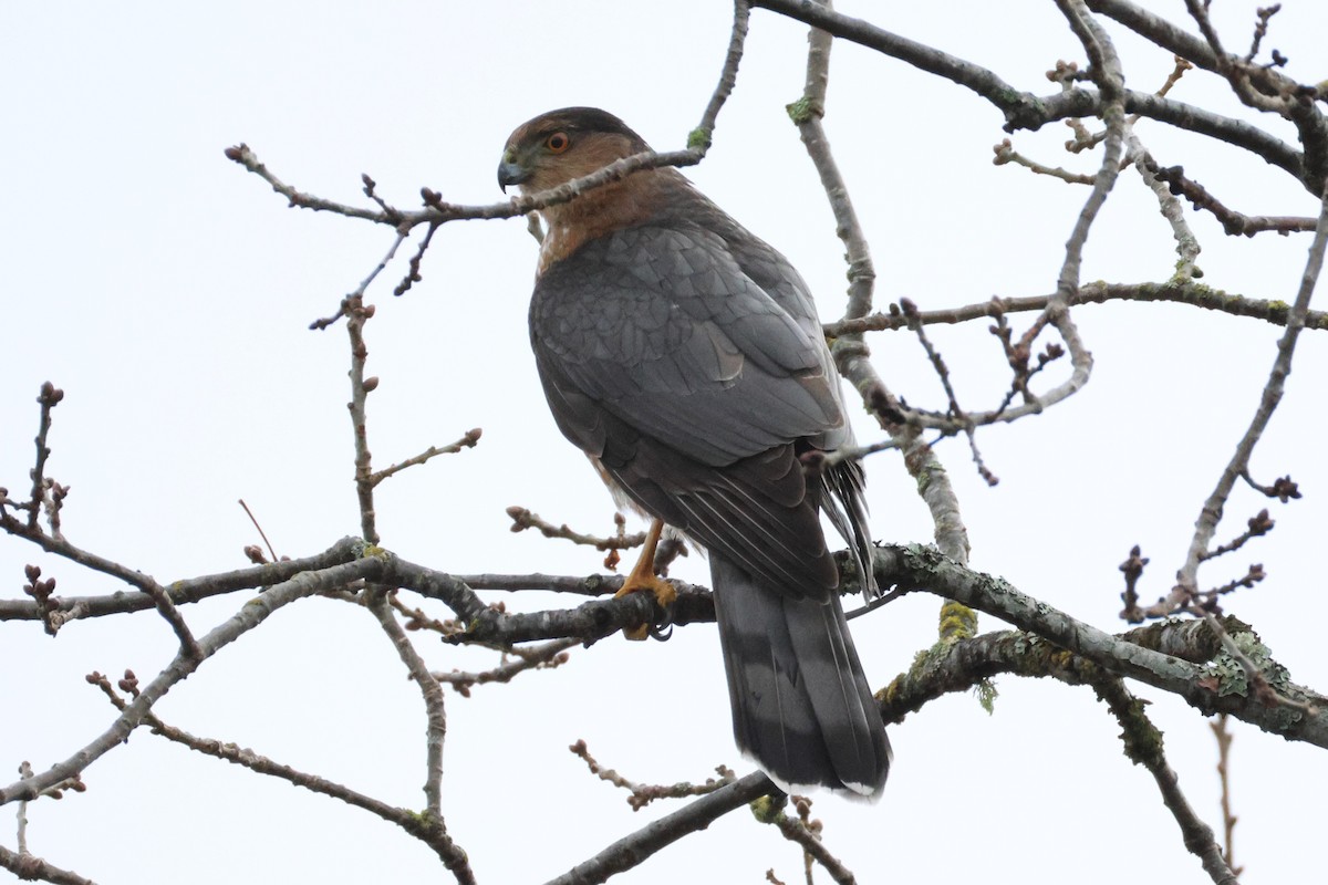 Cooper's Hawk - ML628066400