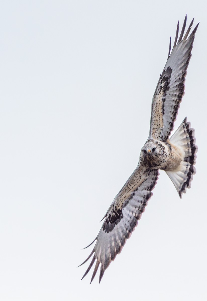 Rough-legged Hawk - ML628066416