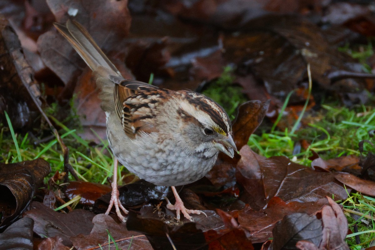 White-throated Sparrow - ML628066431