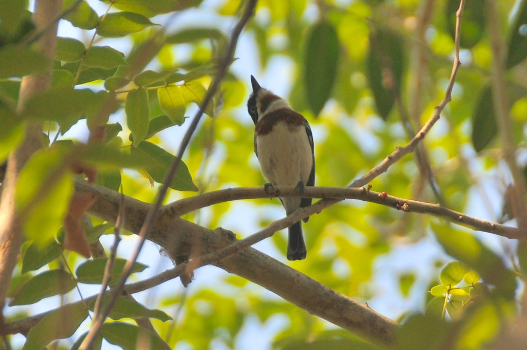 Chinspot Batis - ML628066437