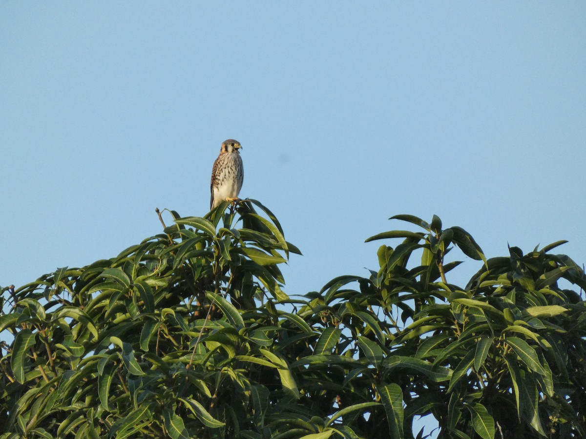 American Kestrel - ML628066454