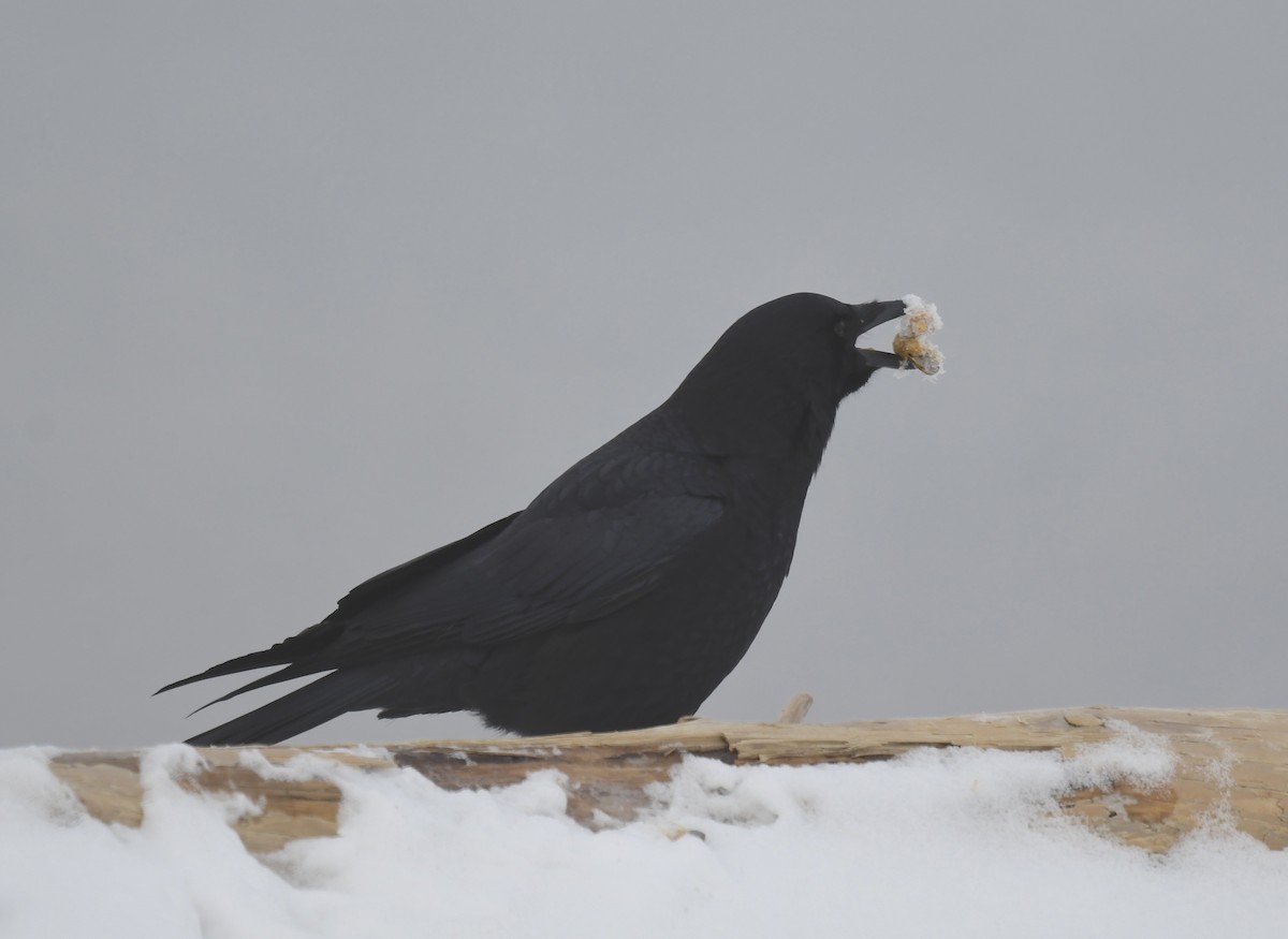 American Crow - ML628066457