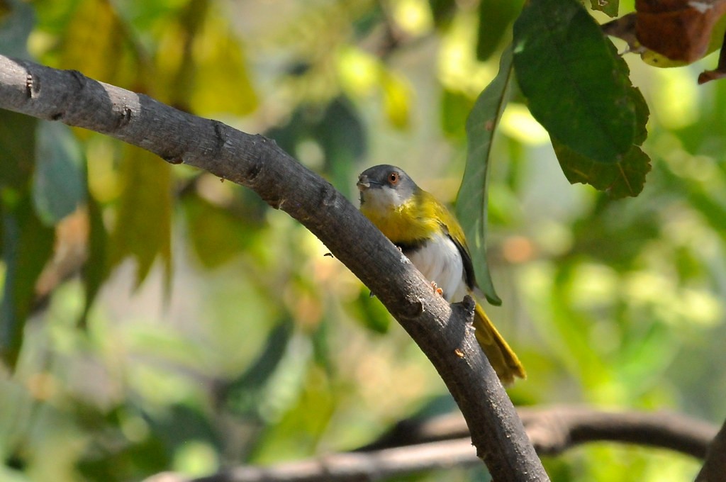 Yellow-breasted Apalis (Yellow-breasted) - ML628066475
