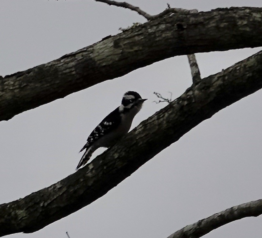 Downy Woodpecker - ML628066508