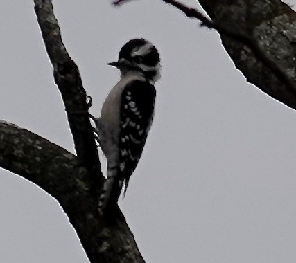 Downy Woodpecker - ML628066509