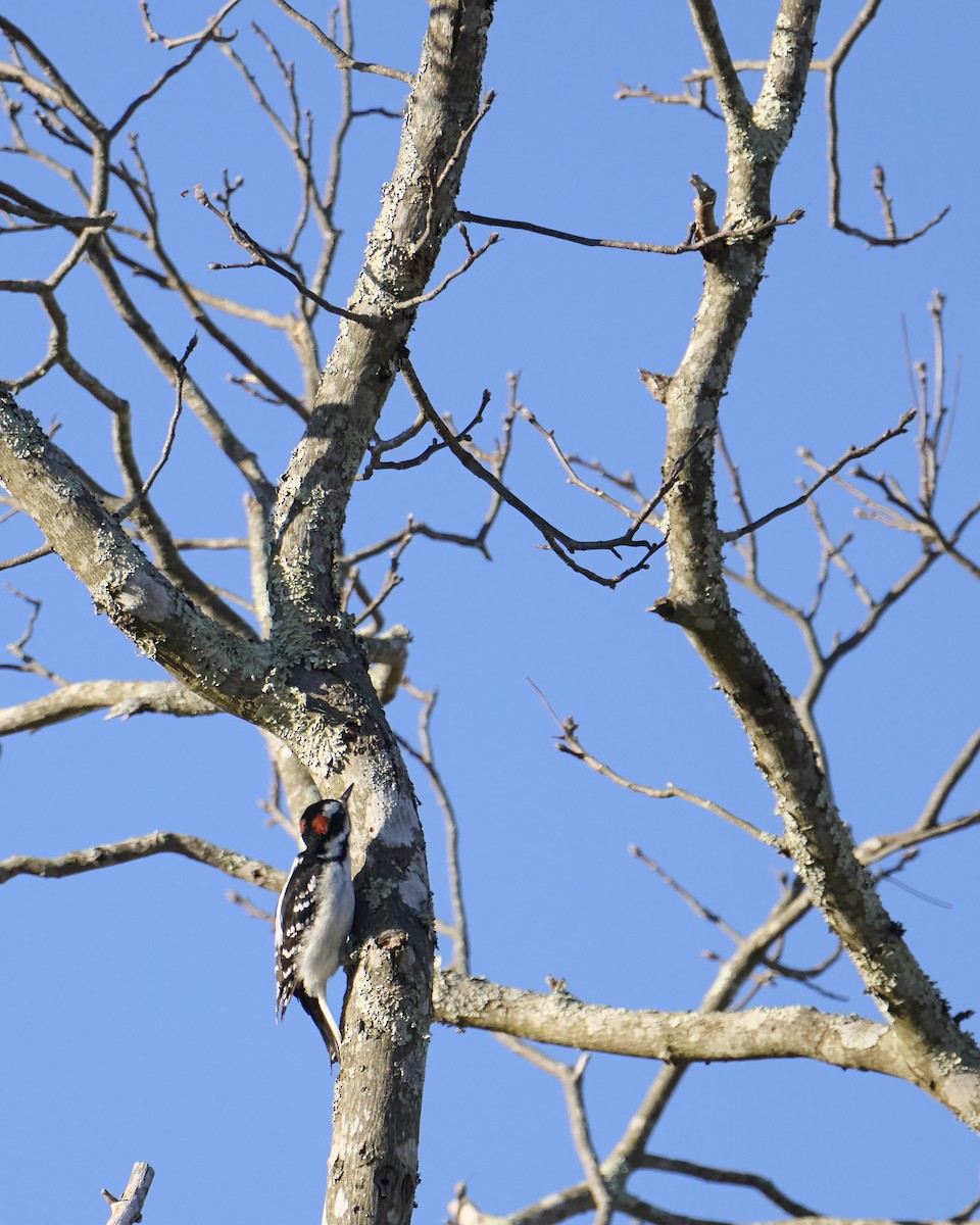 Hairy Woodpecker - ML628066526