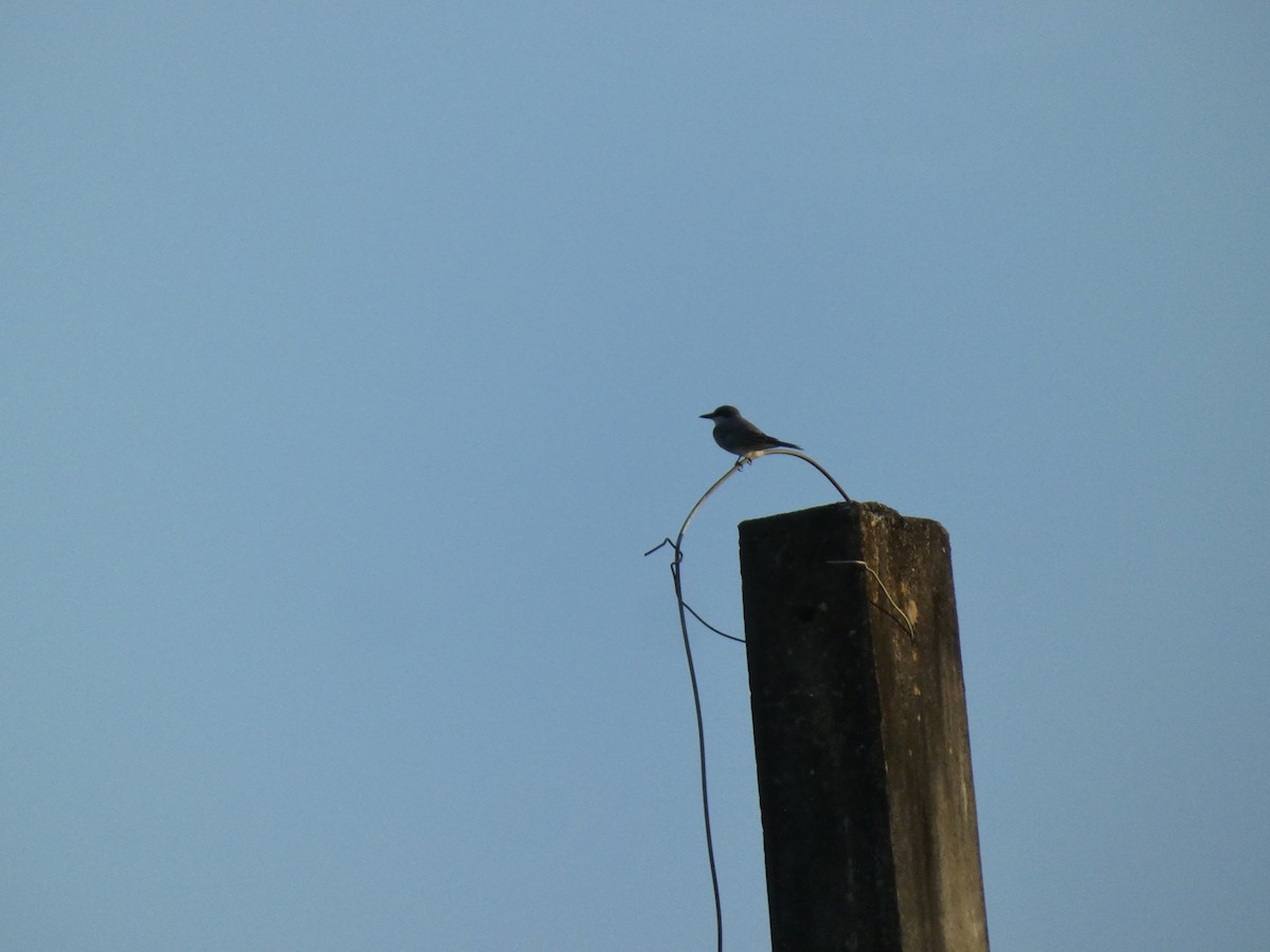 Gray Kingbird - ML628066529