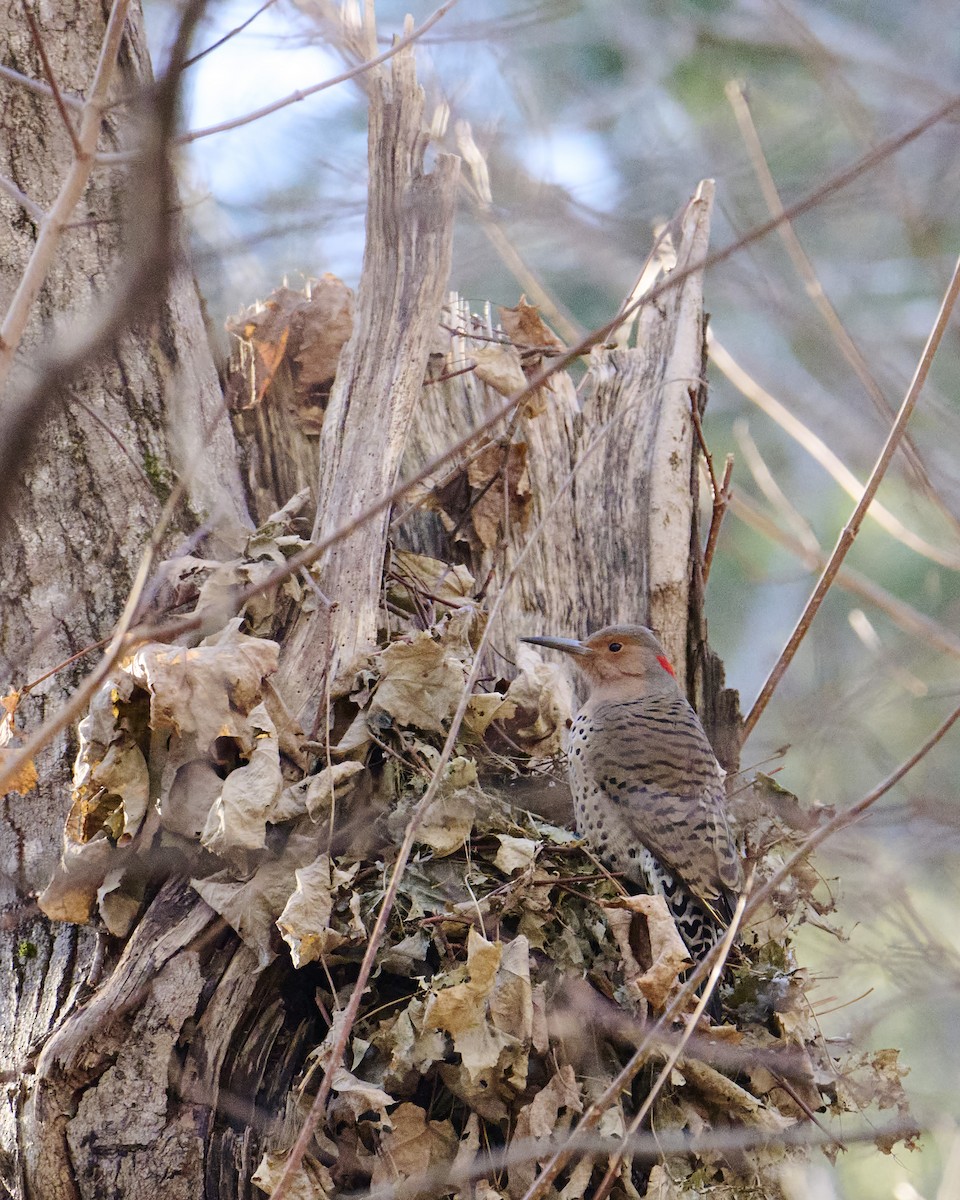 Northern Flicker - ML628066538