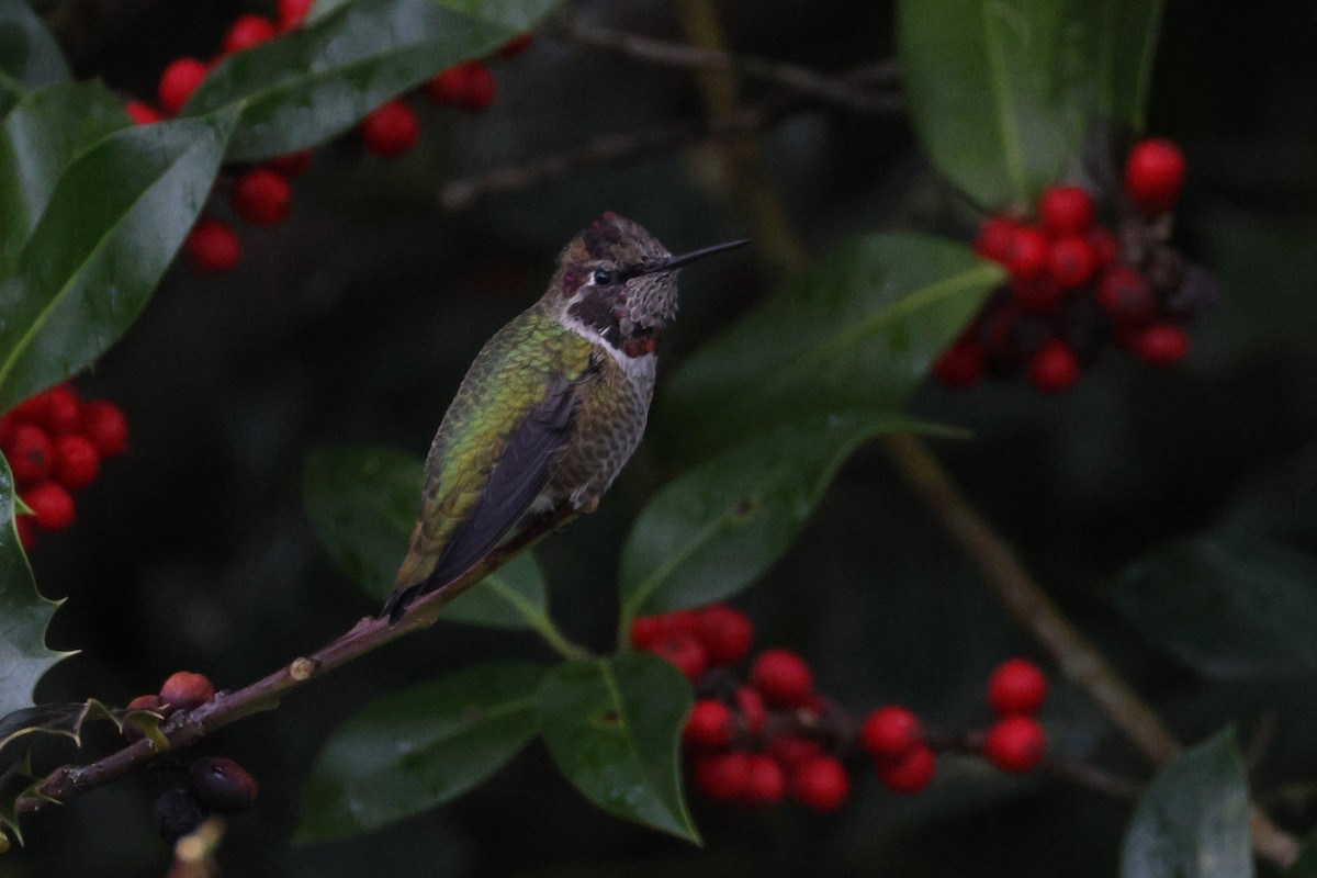 Anna's Hummingbird - ML628066567