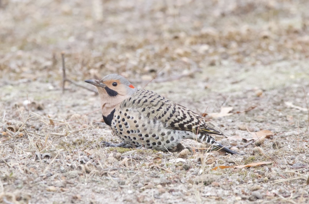 Northern Flicker - ML628066587